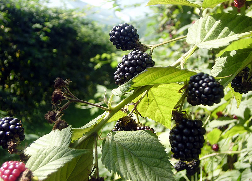 Brombeeren von Kupilek