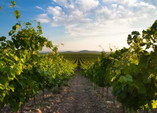 Weinberg vom Winzer Korlat